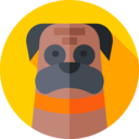 animals,mammal,pet,animal kingdom,dog,great dane ok 